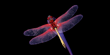 Global Emerging Markets Bond